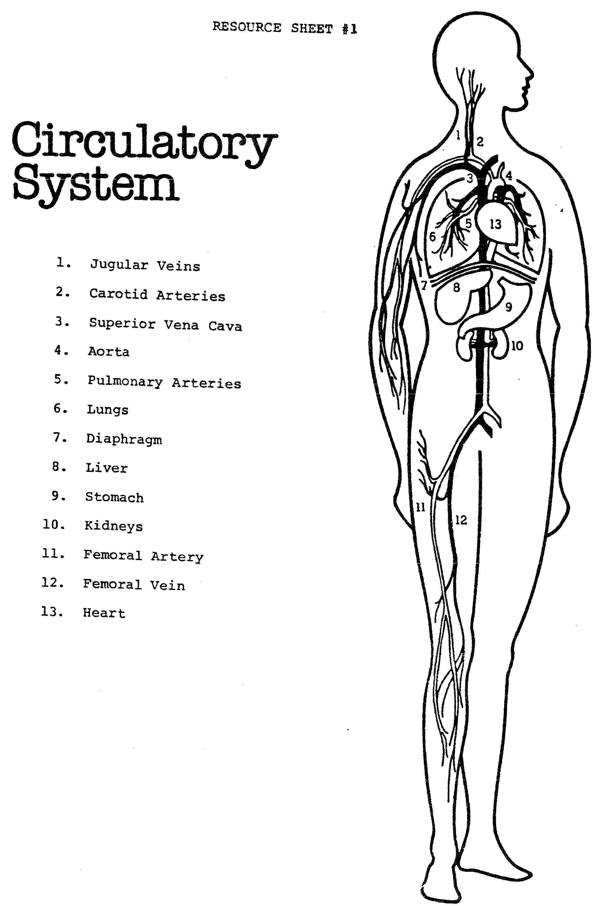 childrens-anatomy-coloring-pages-boringpop