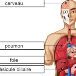 Les Organes du Corps Humain