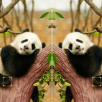 Trouvez les différences entre deux photos d’animaux