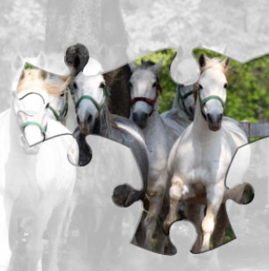 puzzles de chevaux en ligne