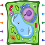 Diagramme de la Cellule Végétale