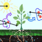 Diagramme Interactif de la PHOTOSYNTHESE