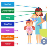 Membres de la Famille en Anglais
