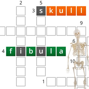 Mots Croisés sur les os