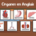 Organes du Corps Humain en Anglais