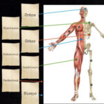 Les Os et les Muscles du Corps Humain