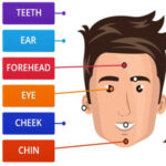 Parties du Visage en Anglais