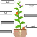 Parties d’une plante en Anglais