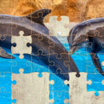 Puzzle de Dauphins 64 pièces