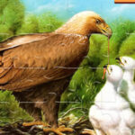 Puzzles d’Oiseaux en ligne