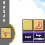 Scanner d’organes en anglais